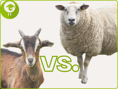 Was ist der Unterschied zwischen Lammfell, Schaffell und Ziegenfell?